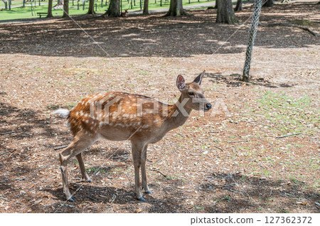 Deer (female) in Nara Park, Asajigahara Park 127362372