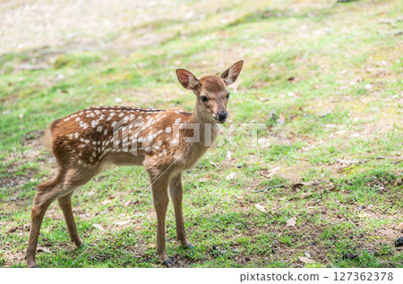 奈良市奈良公園小鹿 127362378