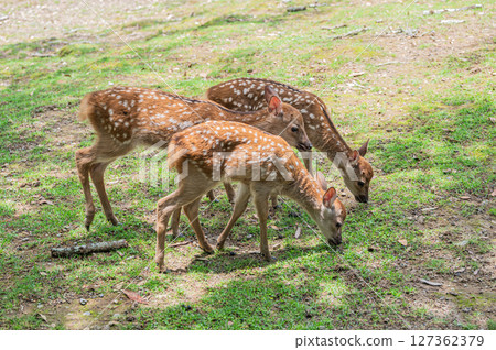 奈良市奈良公園吃草的小鹿 127362379