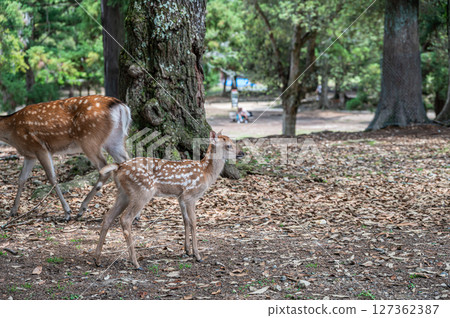 奈良公園的小鹿、朝兒原公園 127362387