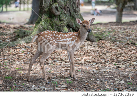 Fawn in Nara Park, Asajigahara Park Fawn in Nara Park, Asajigahara Park 127362389