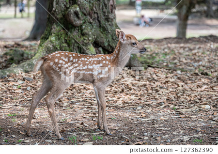 Fawn in Nara Park, Asajigahara Park 127362390