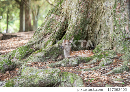 奈良市奈良公園，一隻小鹿在一棵大樹下休息 127362403