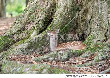 奈良市奈良公園，一隻小鹿在一棵大樹下休息 127362404