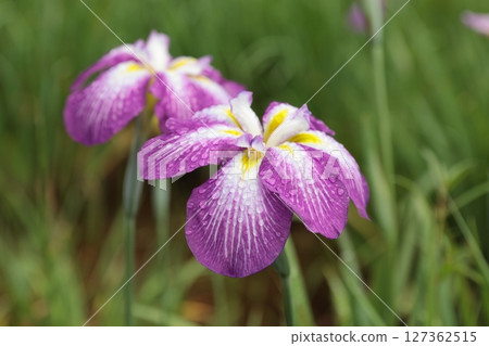 Iris flowers wet with morning rain Iris flowers wet with morning rain 127362515