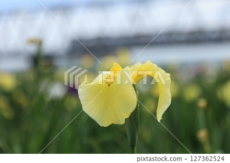 菖蒲園裡的黃色菖蒲開得十分美麗。 菖蒲園裡的黃色菖蒲開得十分美麗。 127362524