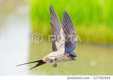 A red-crested swallow flies with mud for nesting material in its mouth 127362684