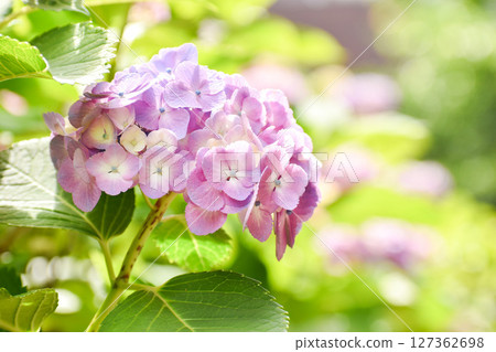 Purple hydrangeas stand out against bright green Purple hydrangeas stand out against bright green 127362698