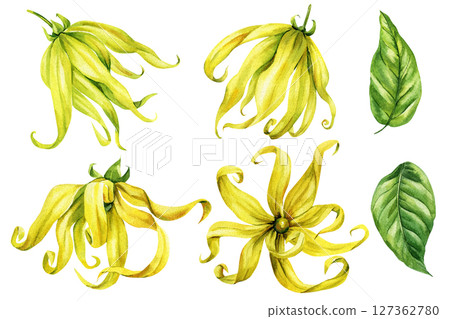 Ylang Ylang Flowers Watercolor Set with Green Leaves Tropical Botanical Clipart for Natural Perfume or Spa Design poster essential 127362780