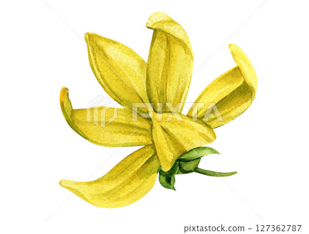 Ylang Ylang Flower Watercolor Botanical Illustration with Yellow Petals. Tropical Element Spa and Organic Design Ylang Ylang Flower Watercolor Botanical Illustration with Yellow Petals. Tropical Element Spa and Organic Design 127362787