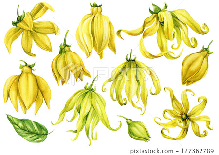 Ylang Ylang Watercolor Set with Tropical Flowers Leaves Buds and Petals Botanical Clipart for Natural Spa Perfume 127362789