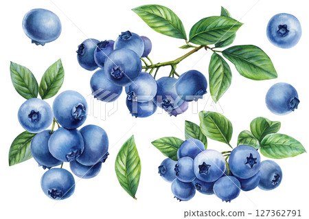 Watercolor Blueberry Clipart with Berries, Leaves Hand painted Fruit Collection. Summer Recipes Packaging Design and Kitchen Decor 127362791