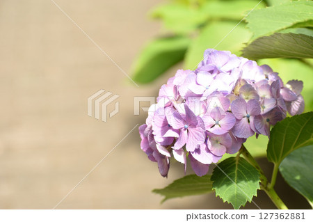 Purple hydrangea flower 127362881