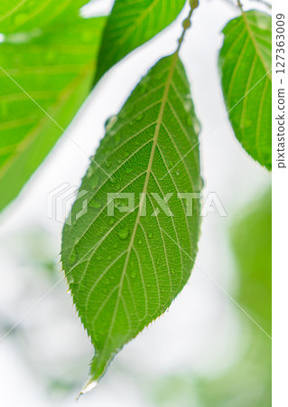 雨後帶有水珠的清新綠葉 127363009