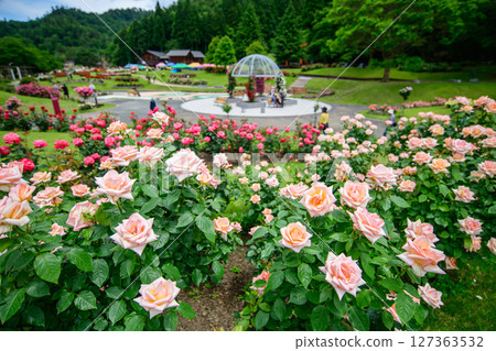 山形縣東澤玫瑰公園盛開的美麗粉紅玫瑰 127363532