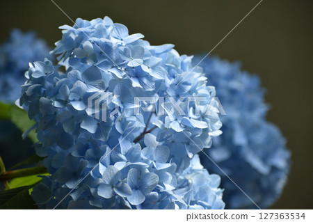 Blue hydrangea flower Blue hydrangea flower 127363534