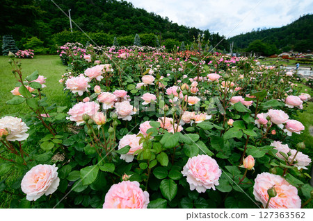 山形縣東澤玫瑰公園盛開的美麗粉紅玫瑰 山形縣東澤玫瑰公園盛開的美麗粉紅玫瑰 127363562