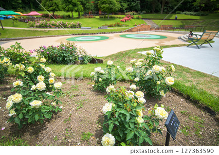山形縣東澤玫瑰公園盛開的玫瑰園 山形縣東澤玫瑰公園盛開的玫瑰園 127363590