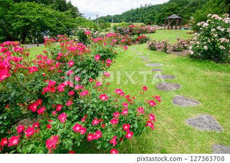 A rose garden filled with colorful roses, Higashizawa Rose Park, Yamagata Prefecture A rose garden filled with colorful roses, Higashizawa Rose Park, Yamagata Prefecture 127363708