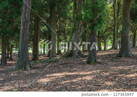 奈良公園的朝兒原庭園 奈良公園的朝兒原庭園 127363847