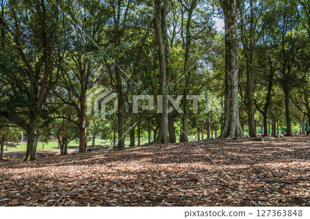 奈良公園的朝兒原庭園 奈良公園的朝兒原庭園 127363848