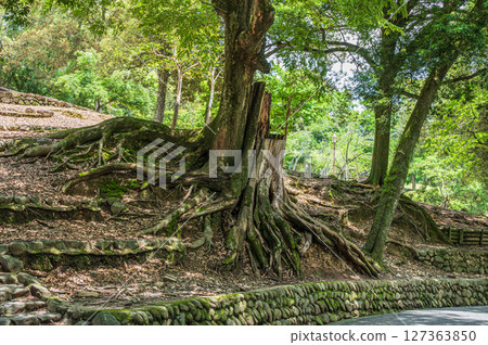 Asajigahara Garden in Nara Park 127363850