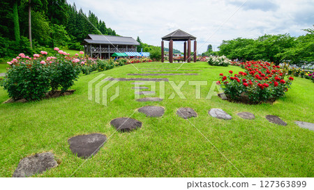 山形縣東澤玫瑰公園盛開的美麗玫瑰 山形縣東澤玫瑰公園盛開的美麗玫瑰 127363899