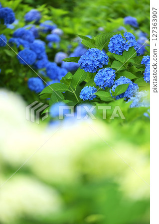 hydrangea   127363907