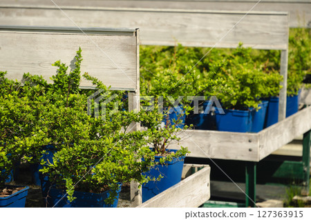 Buxus microphylla in flowerpot for sale in outdoor garden center. Plants nursery. Gardening. Small business. Buxus microphylla in flowerpot for sale in outdoor garden center. Plants nursery. Gardening. Small business. 127363915