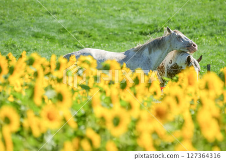 白馬，在高原的向日葵田和牧場中悠閒漫步。岡山縣真庭市的“蒜山高原/蒜山澤西樂園” 127364316