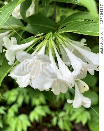 White flowered Deutzia 127364327