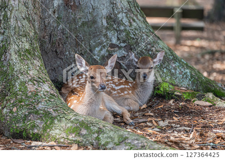 A fawn relaxing at the base of a large tree at Asajigahara Gardens in Nara Park 127364425