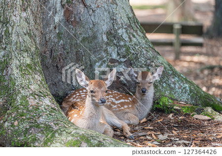 A fawn relaxing at the base of a large tree at Asajigahara Gardens in Nara Park 127364426