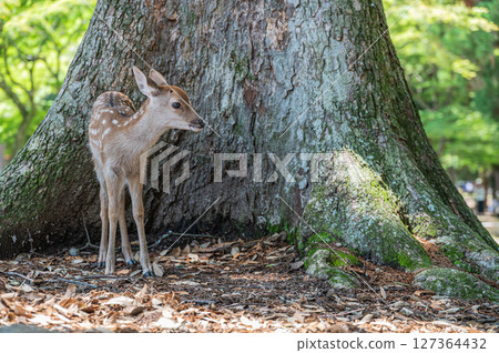A fawn relaxing at the base of a large tree at Asajigahara Gardens in Nara Park 127364432