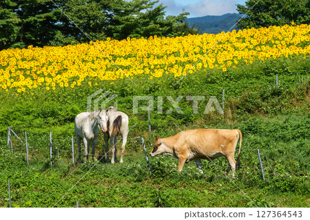 Sunflower fields under the blue sky and horses and cows relaxing on a ranch. "Hiruzen Highlands/Hiruzen Jersey Land" in Maniwa City, Okayama Prefecture Sunflower fields under the blue sky and horses and cows relaxing on a ranch. "Hiruzen Highlands/Hiruzen Jersey Land" in Maniwa City, Okayama Prefecture 127364543