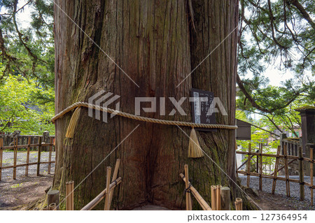 長野戶隱神社中社的三棵杉樹 127364954