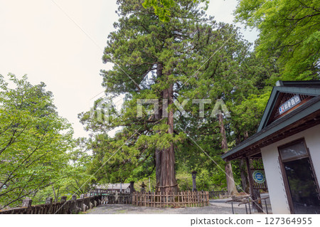 長野戶隱神社中社的三棵杉樹 127364955