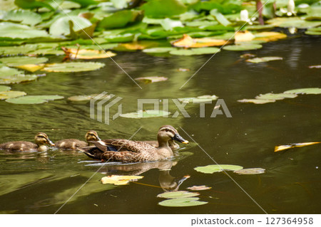 A mother and her ducklings swimming in a water lily pond 127364958