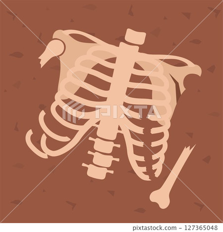 Human skeleton chest. Archaeological find. Historical value. Image for books, articles, posters, archeology, history of past, excavations presentations. Vector Human skeleton chest. Archaeological find. Historical value. Image for books, articles, posters, archeology, history of past, excavations presentations. Vector 127365048
