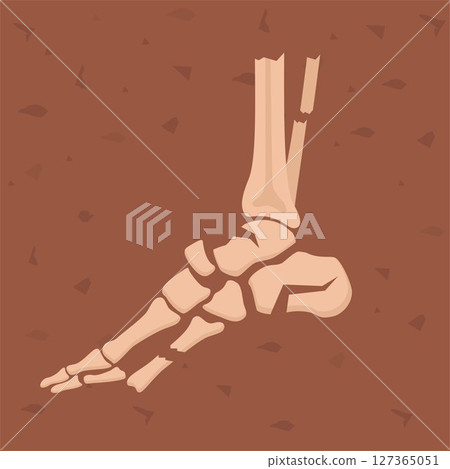 Human foot bones. Archaeological find. Historical value. Image for books, articles, posters, archeology, history of past, excavations presentations. Vector 127365051
