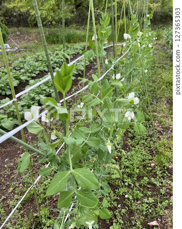 家庭花園裡的甜豆和馬鈴薯田 127365303