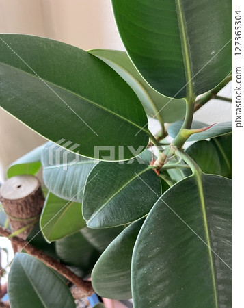 橡膠樹的特寫 橡膠樹的特寫 127365304