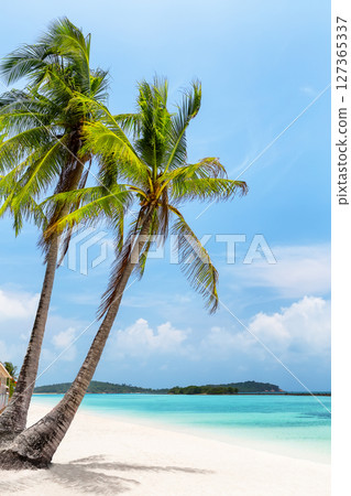 Sunny day at beautiful Chaweng Beach, with coconut palm trees and turquoise water in Koh Samui, Thailand. Holiday summer beach concept. 127365337