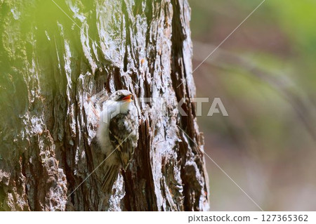 年輕的旋木雀 年輕的旋木雀 127365362