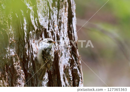 年輕的旋木雀 127365363