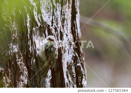 年輕的旋木雀 年輕的旋木雀 127365364