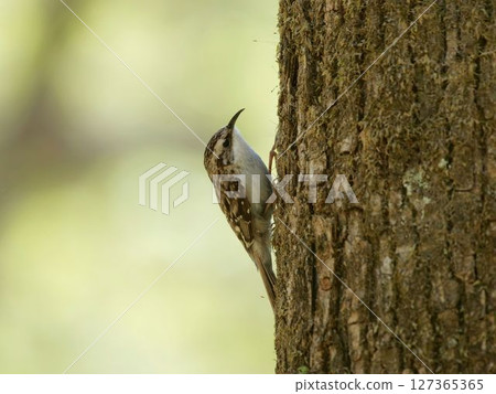 旋木雀 127365365