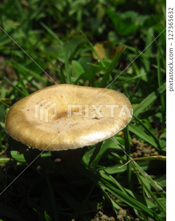 A large mushroom at Joyato Park in Ichikawa City, Chiba Prefecture A large mushroom at Joyato Park in Ichikawa City, Chiba Prefecture 127365632
