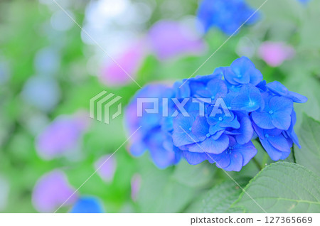 Fresh early summer hydrangea scenery Fresh early summer hydrangea scenery 127365669