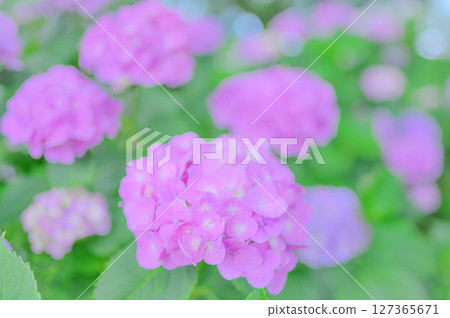 Fresh early summer hydrangea scenery Fresh early summer hydrangea scenery 127365671